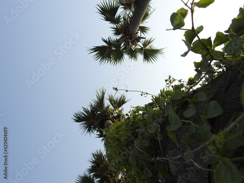 Tall Borassus flabellifer (Palmyra palm) Tree with sky background. It is commonly known as doub, palmyra, tala, toddy or wine palm