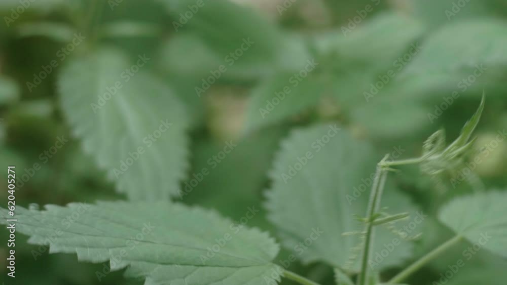Close-up of the Hands of a Beautiful Nordic Blond Girl picking stinging nettles with Bare Hands, Urtica, in the Finish Forest, on the Karhunkierros Trail in the Oulanka National Park, Finland Close-up of the Hands of a Beautiful Nordic Blond Girl picking stinging nettles with Bare Hands, Urtica, in the Finish Forest, on the Karhunkierros Trail in the Oulanka National Park, Finland