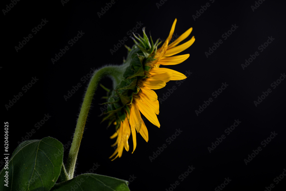 Fototapeta premium Sun flower