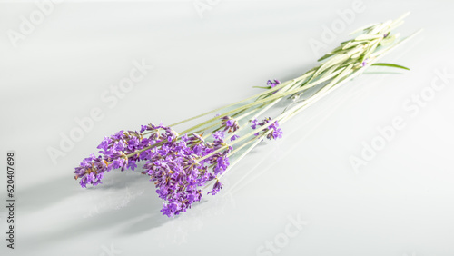Fototapeta Naklejka Na Ścianę i Meble -  A bunch of lavender in backlight on a white background with shadows
