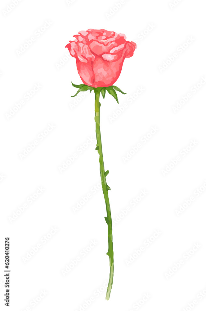 Fototapeta premium watercolor rose flower illustration