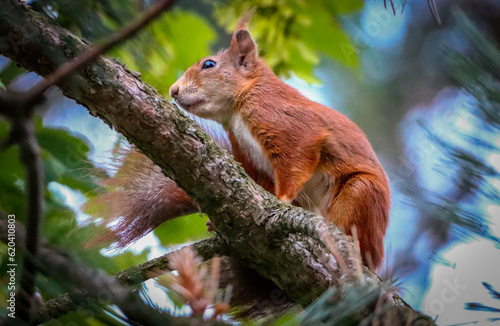 cute brown squirrel in the tree © Thomas