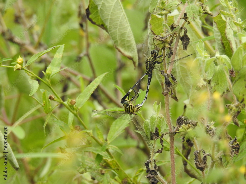 Dragon fly resting on plant leaves
