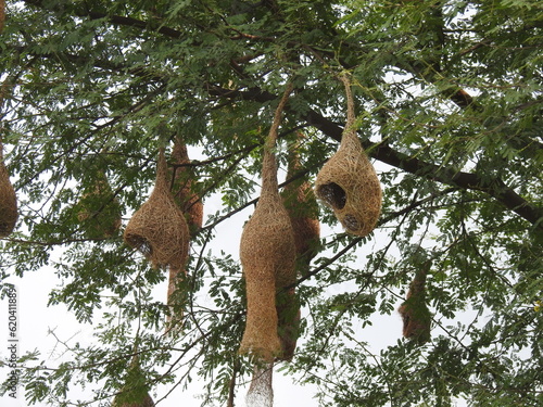 Hanging Nests to the tree. Sudan golden sparrow, weaves the Nest with long grass. Home of Birds.