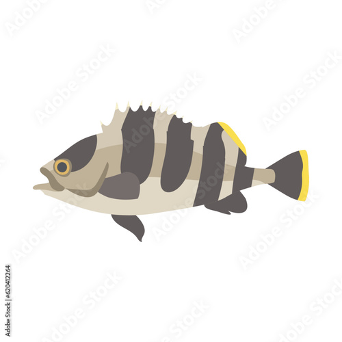 アオハタ。フラットなベクターイラスト。
Yellow grouper (banded grouper). Flat designed vector illustration.