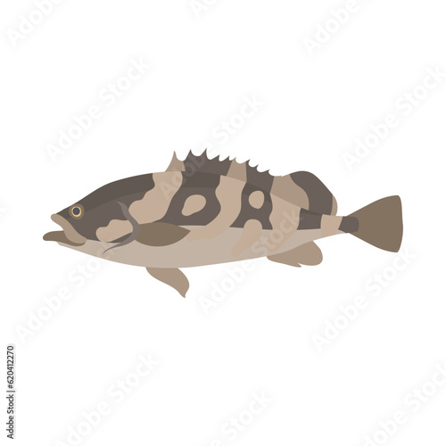 クエ。フラットなベクターイラスト。
Longtooth grouper. Flat designed vector illustration.