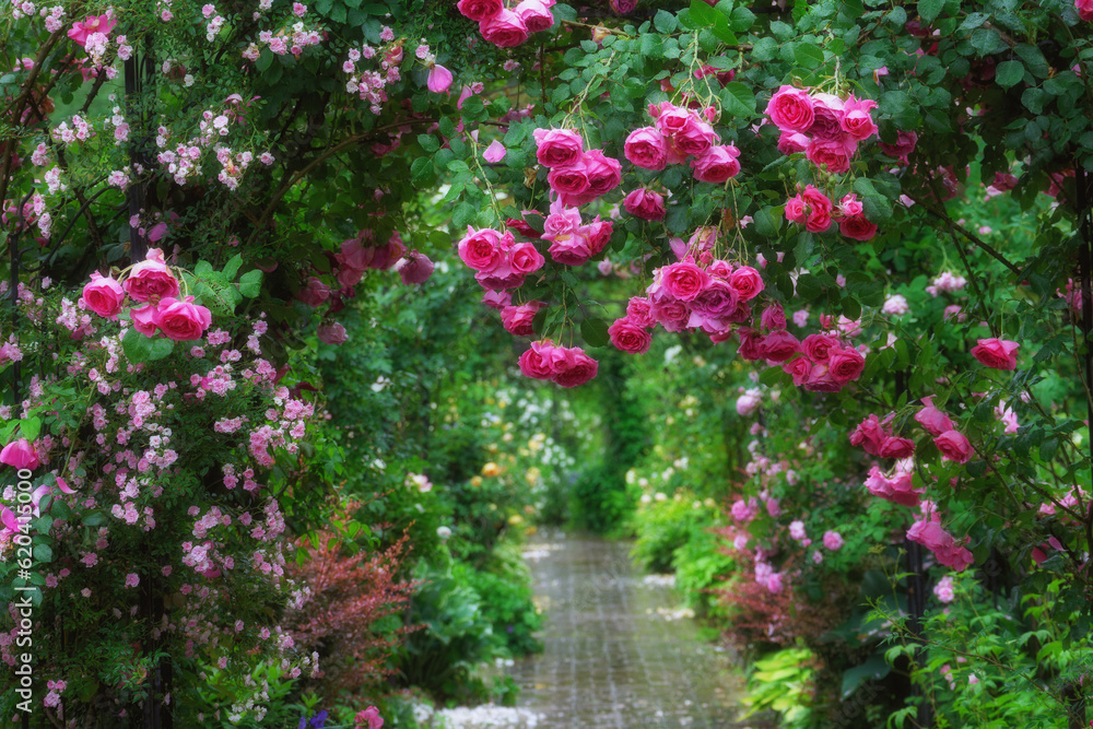 雨に打たれたピンクの薔薇のアーチ