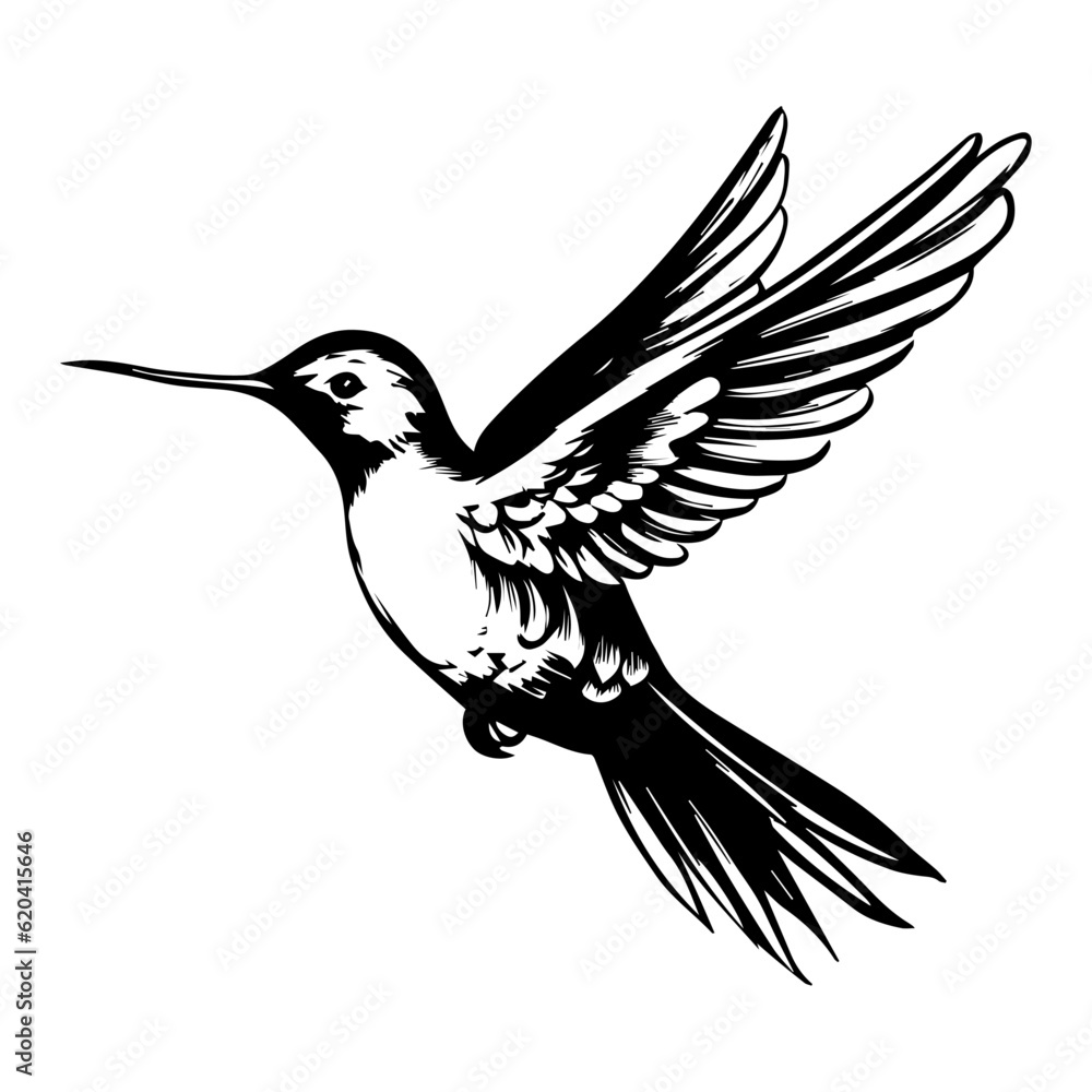 Hummingbird vector, isolated on white background, vector illustration.
