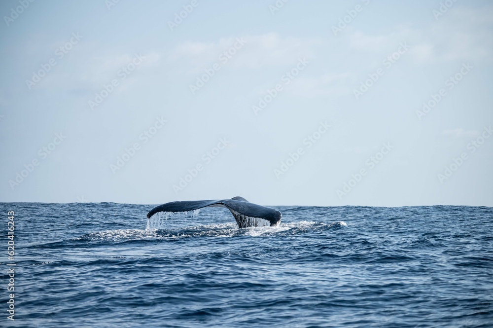Fototapeta premium Baleine à bosse, Madagascar