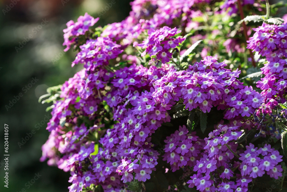 Background image of flowers. Natural, environmentally friendly natural background. Verbena flowers (Latin Verb?na). A copy of the place for the text.
