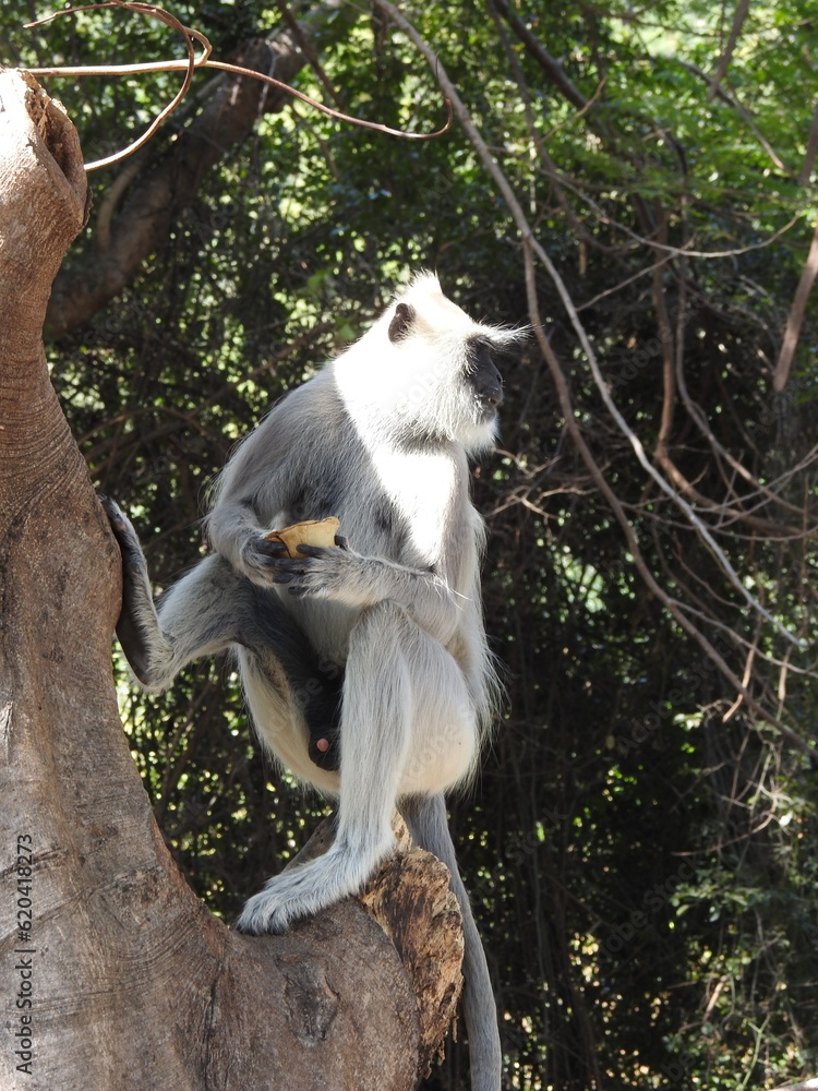 custom made wallpaper toronto digitalThe northern plains gray langur (Semnopithecus entellus), also known as the sacred langur