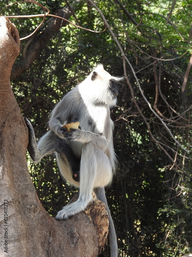 The northern plains gray langur (Semnopithecus entellus), also known as the sacred langur