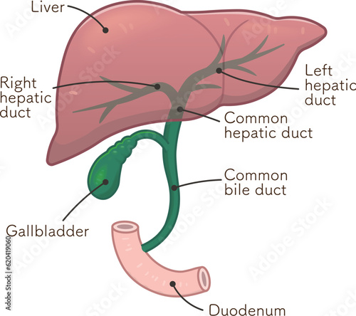 liver、gallbladder、duodenum、illustration