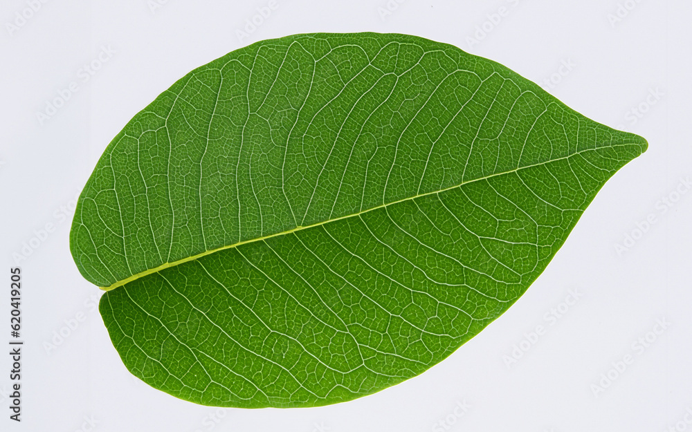 Obraz premium nature leaf isolated white background