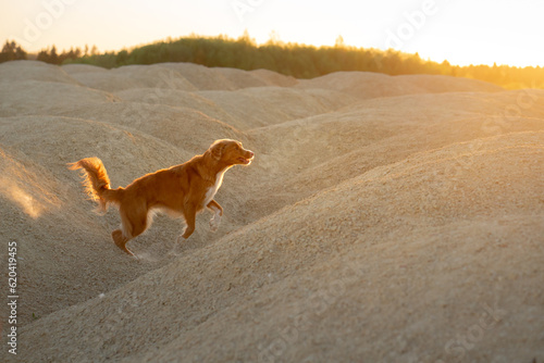 dog on a sand quarry at sunset. Nova Scotia duck retriever in nature