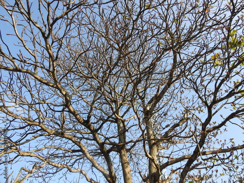 tree branches against blue sky