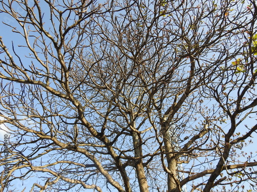 tree branches against blue sky