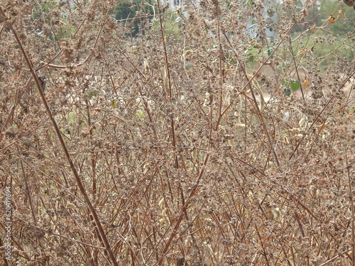 dry plant stems background