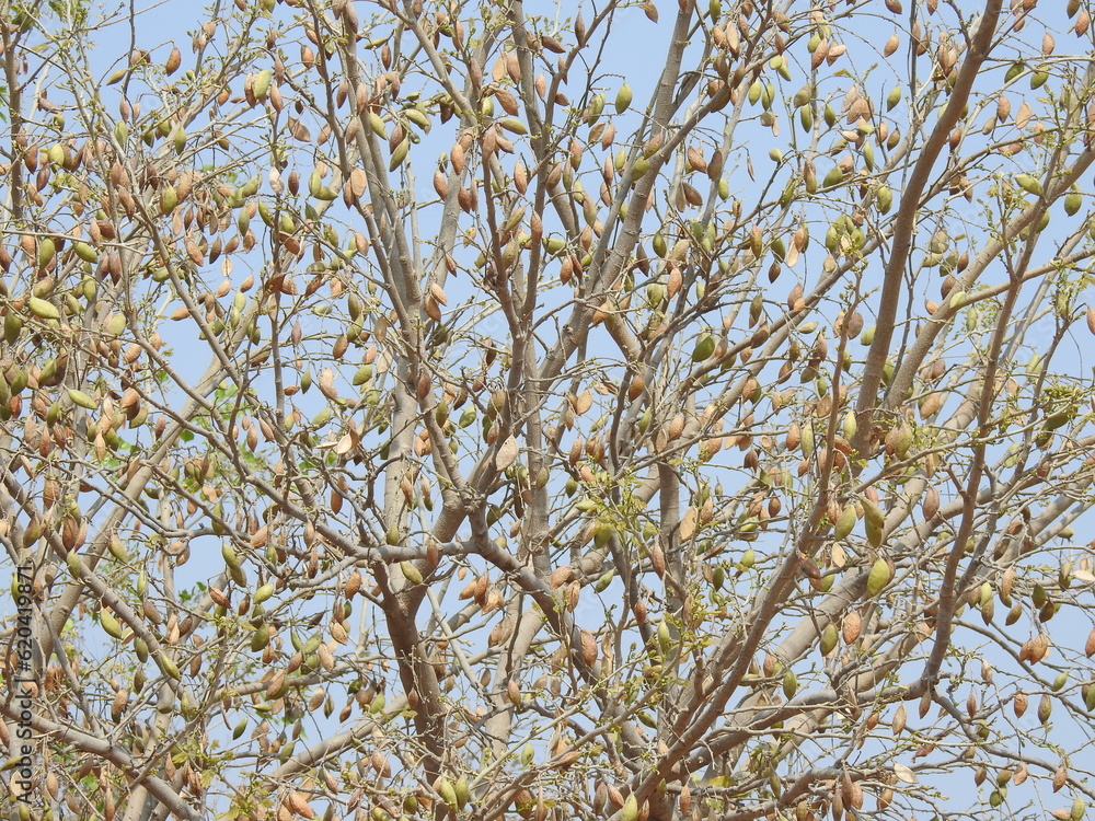 Branches with dry fruits, Pongam oiltree, Millettia pinnata , without leafs.