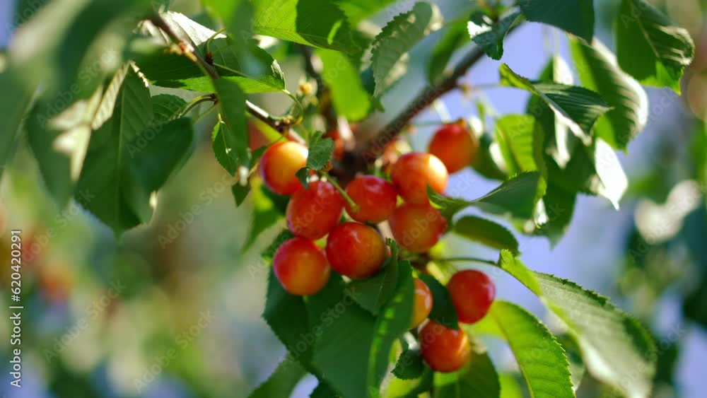 Closeup red ripe berries on green tree branch on sunny summer spring day outdoors. Delicious organic tasty cherries hanging in garden outdoors close-up Closeup red ripe berries on green tree branch on sunny summer spring day outdoors. Delicious organic tasty cherries hanging in garden outdoors close-up