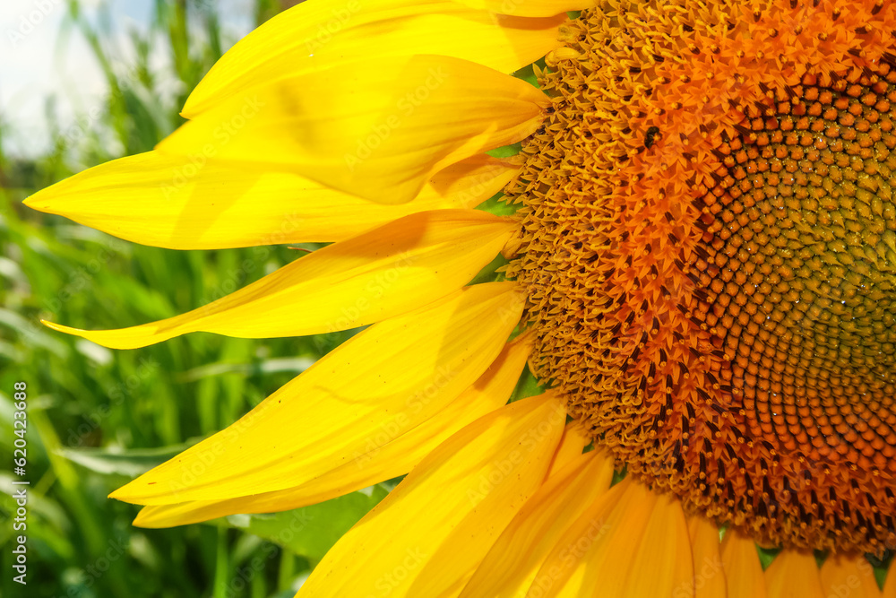 Sunflower flowering flower plant herb nature natural detail close up Sunflower flowering flower plant herb nature natural detail close up