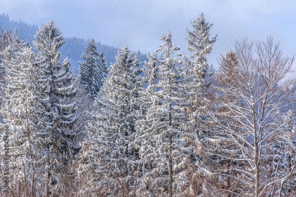 Winter spruce and beech forest on the Kołowrót pass located on the yellow tourist trail from Bielsko-Biala to Szyndzielnia in the Silesian Beskids, Poland