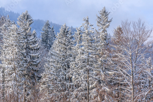 Obraz na płótnie Winter spruce and beech forest on the Kołowrót pass located on the yellow tourist trail from Bielsko-Biala to Szyndzielnia in the Silesian Beskids, Poland w salonie