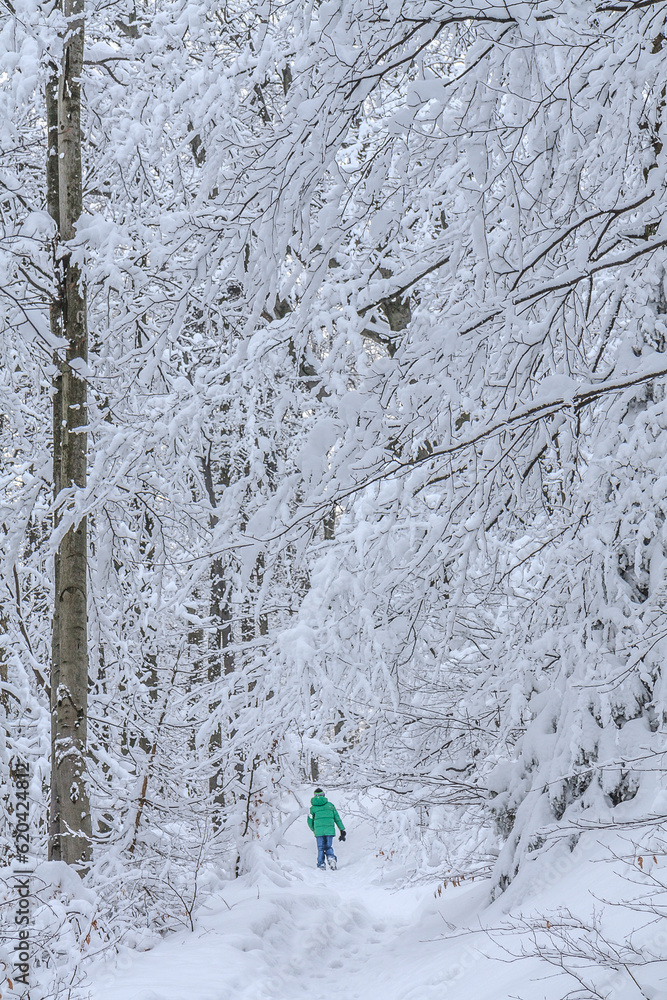 Alone tourist in winter in a spruce and beech forest among trees with a huge amount of snow on the branches on the yellow tourist trail from Bielsko-Biała to Szyndzielnia in Silesian Beskids, Poland