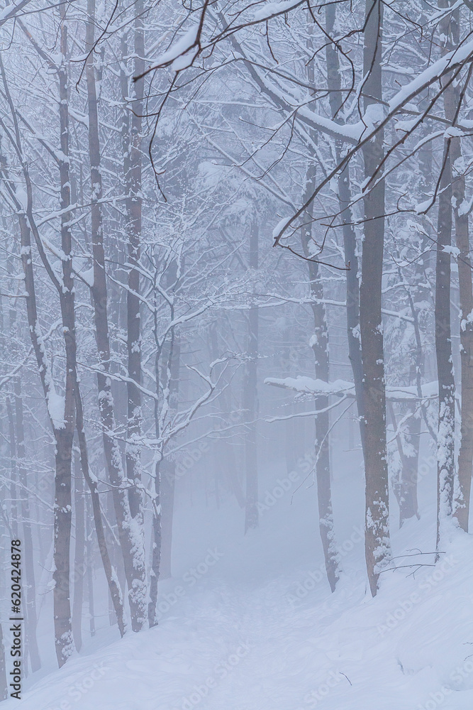 Spruce and beech forest on a foggy winter day on the yellow tourist trail from Bielsko-Biala to Szyndzielnia in the Silesian Beskids, Poland