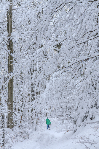 Obraz na płótnie Alone tourist in winter in a spruce and beech forest among trees with a huge amount of snow on the branches on the yellow tourist trail from Bielsko-Biała to Szyndzielnia in Silesian Beskids, Poland w salonie