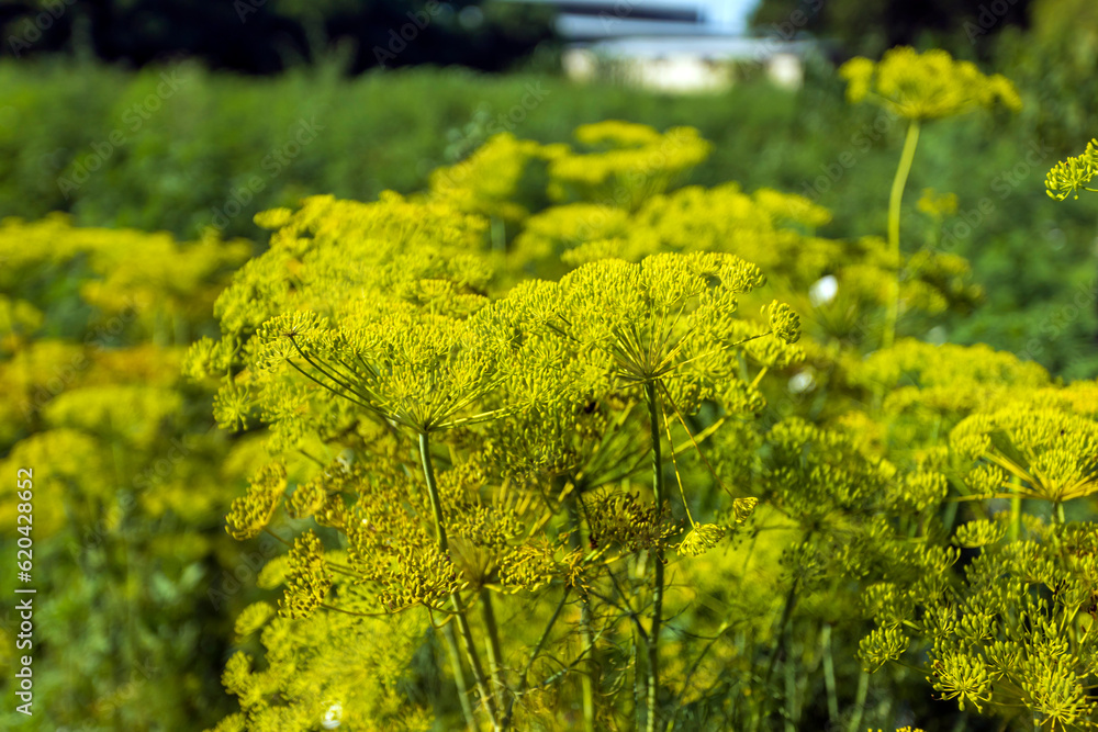 Background with dill umbrella closeup. Fragrant dill on a bed in the garden
