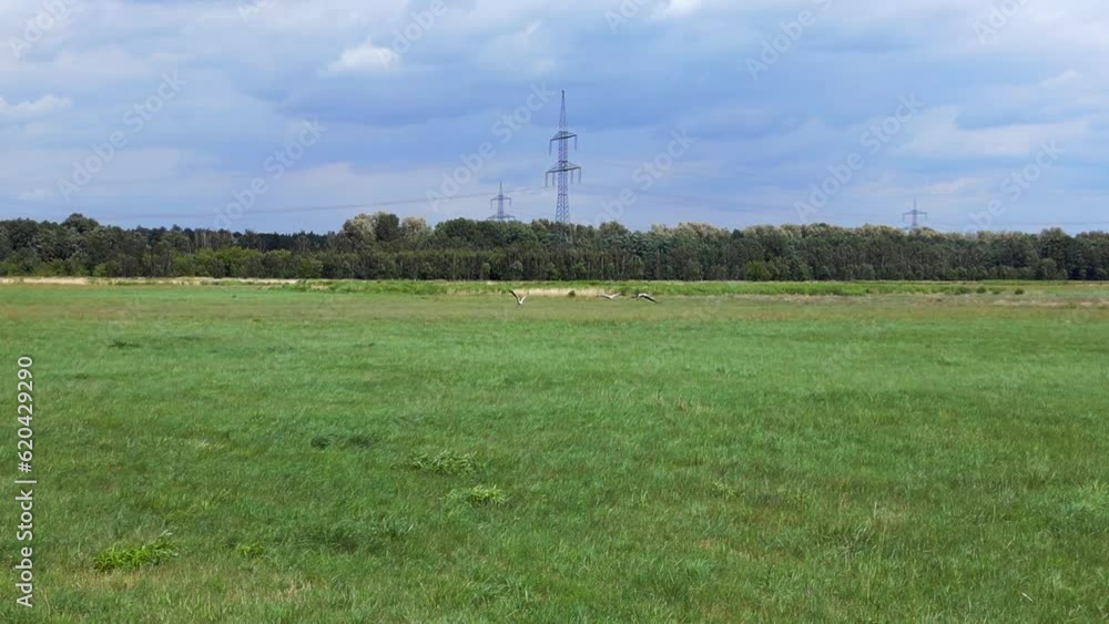 Spectacular aerial top view flight
white Storks at summer meadow field. Brandenburg Havelland Germany 2023. panorama overview drone
4K cinematic. Spectacular aerial top view flight
white Storks at summer meadow field. Brandenburg Havelland Germany 2023. panorama overview drone
4K cinematic.