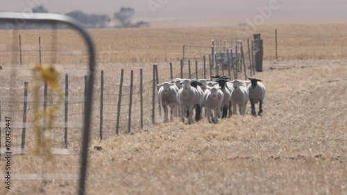 Australian rural scenes Wheatbelt. 4K farming scenes