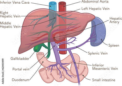 liver,spleen,portal vein,abdominal aorta,inferior vena cava,duodenum,gallbladder,illustration