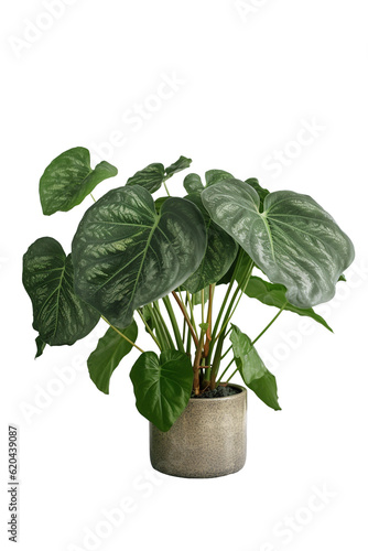 Alocasia Palm Tree in pot. Houseplant isolated on white background with clipping path. PNG. Generative AI