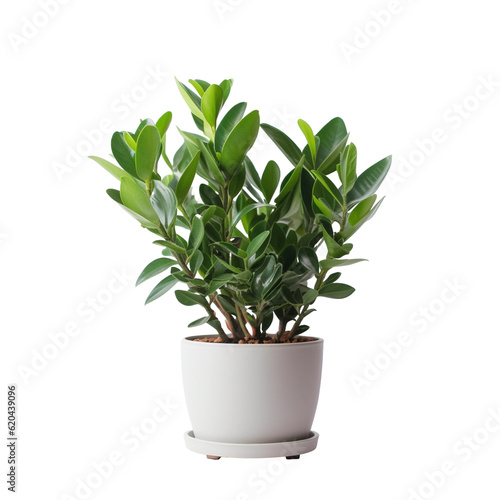 Sill ZZ plant in pot. Houseplant isolated on white background with clipping path. PNG. Generative AI