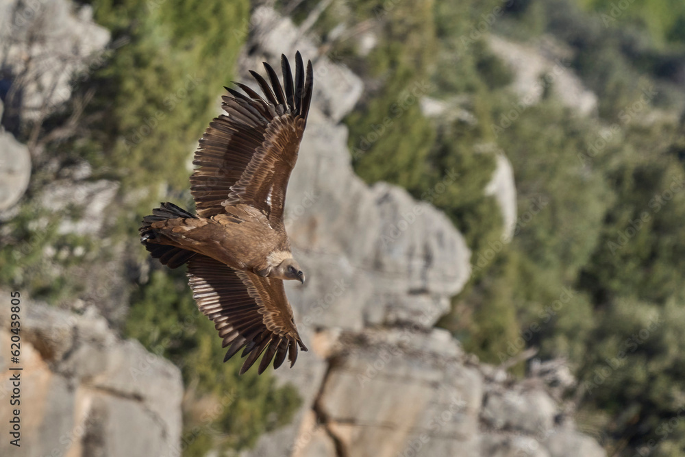 Obraz premium griffon vulture in flight over the ravines