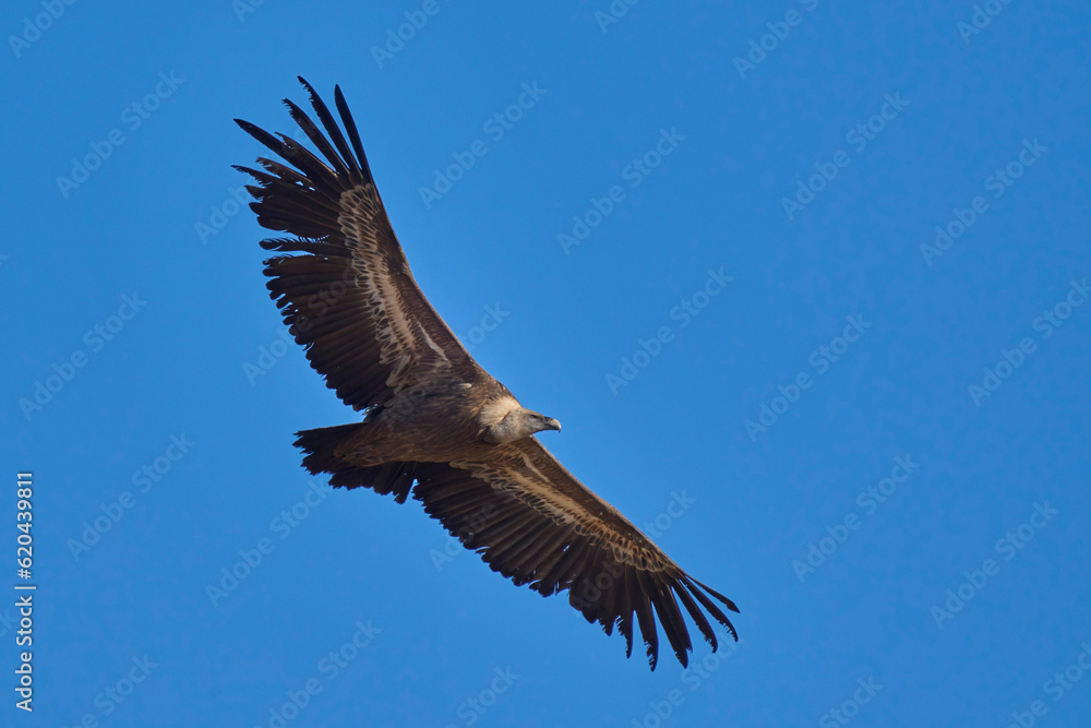 griffon vulture in flight over the ravines griffon vulture in flight over the ravines