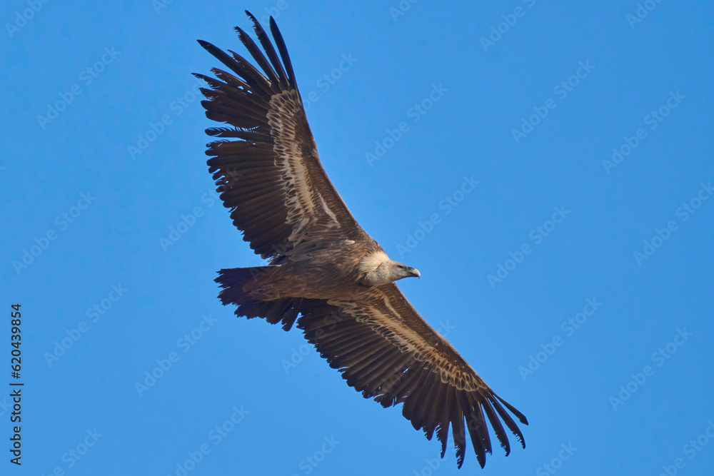 griffon vulture in flight over the ravines griffon vulture in flight over the ravines