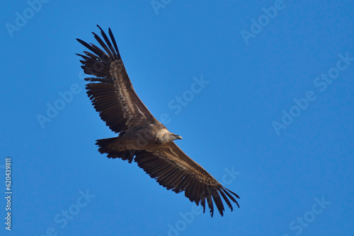 griffon vulture in flight over the ravines