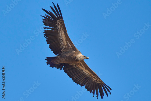 griffon vulture in flight over the ravines