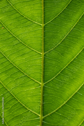 Green foliage texture