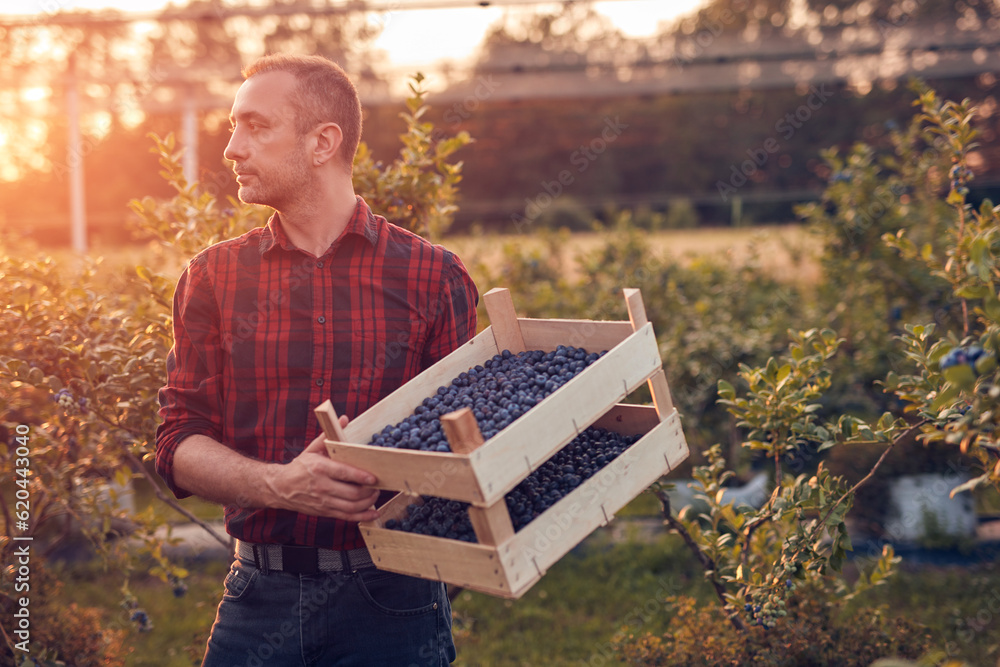 Fototapeta premium Farmer with fresh blueberries on a farm.