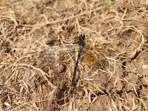 Dead Dragonfly on the ground