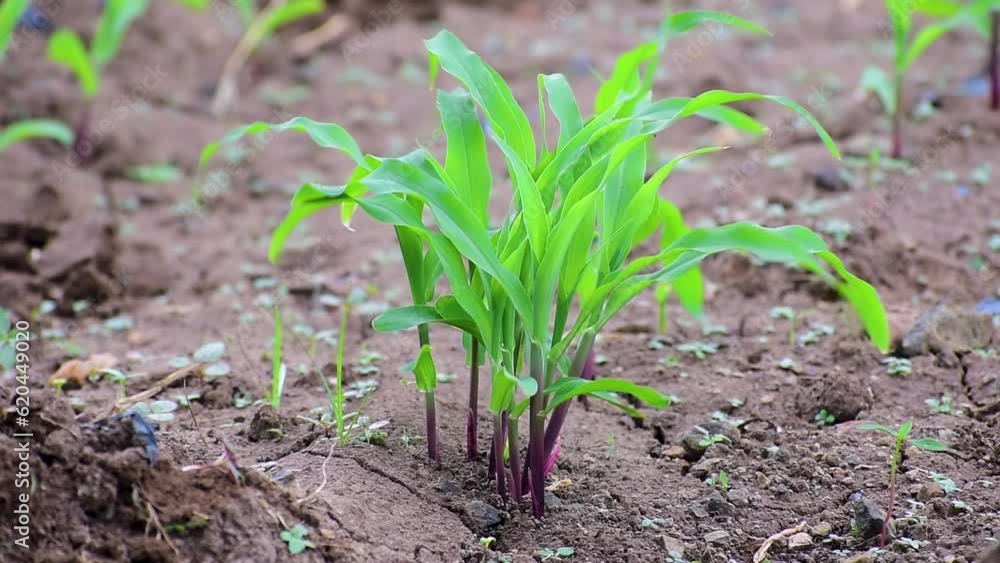 Young green corn, maize, sweet corn seedling in farm, Close up green corn plant on garden with sunlight Young green corn, maize, sweet corn seedling in farm, Close up green corn plant on garden with sunlight