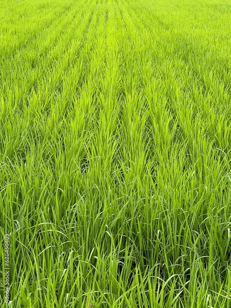 田んぼ　paddy field　rice paddy