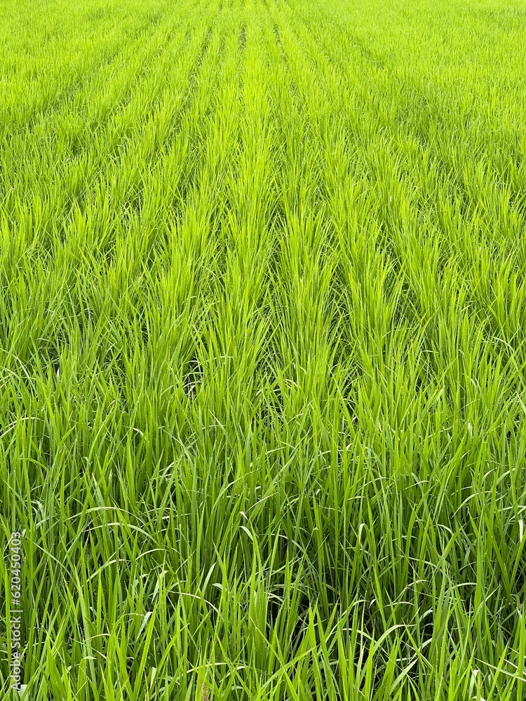 田んぼ paddy field rice paddy 田んぼ paddy field rice paddy