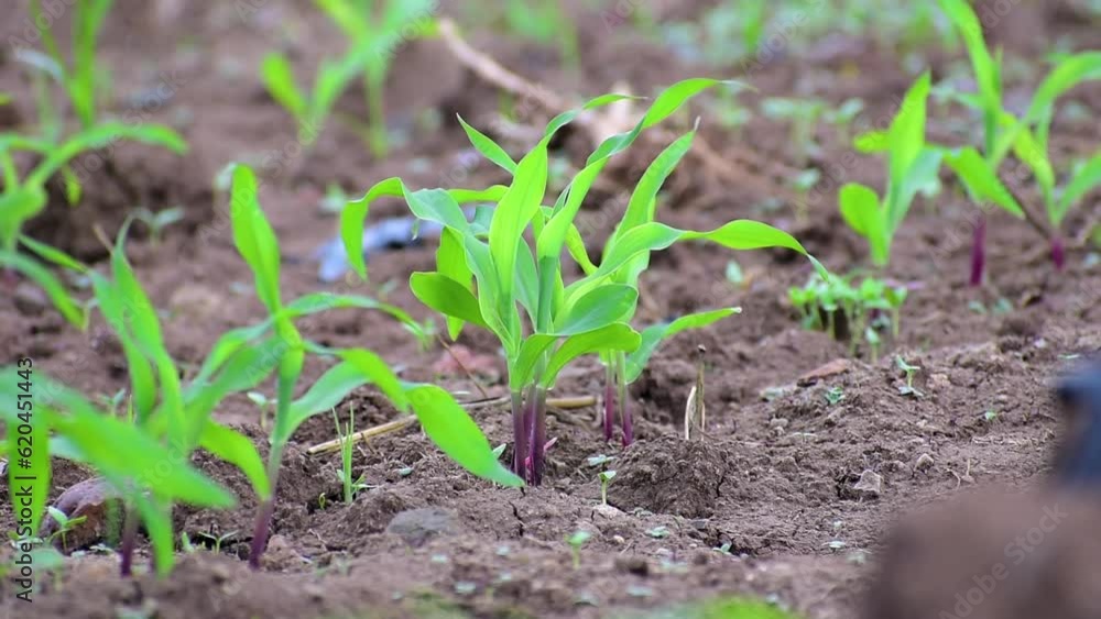 Young green corn, maize, sweet corn seedling in farm, Close up green corn plant on garden with sunlight Young green corn, maize, sweet corn seedling in farm, Close up green corn plant on garden with sunlight