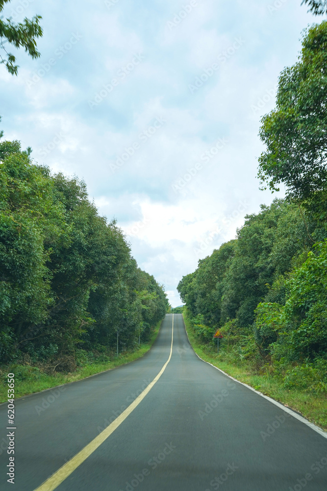 a straight asphalt road surrounded by a forest of trees