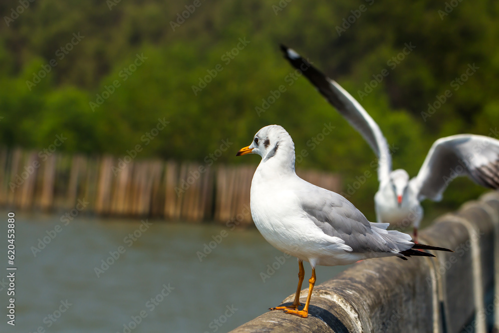 Obraz premium A seagull stands on a cement bridge railing at Bang Pu.Seagulls at Bang Pu